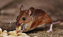 24 Hour & Emergency Exterminators in Spring Hope, NC